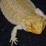some_lizard_guy
