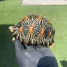 radiata