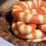 snakesareawesome78