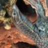 BloodMoonBoas