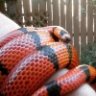 KingsnakeKing