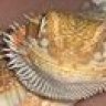 Heavensent Herps