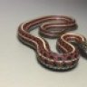 IanCampbellherp