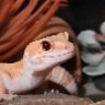 Cordyceps