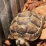 HoosierTorts