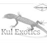 vkuluris7