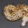 vcane
