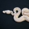 Power House Reptiles