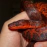 Brakes For Snakes