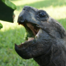 BambooTortoise