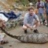 azreptileshow