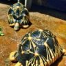 Spectrum Reptiles