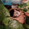 PossumGirl77