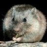 Rodent-Frugality