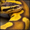 Kaa22