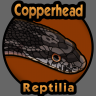 Copperhead.reptilia