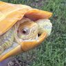 Cowabunga Turtle&Tortoise