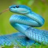 Snakeysnake12
