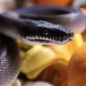 October Exotics
