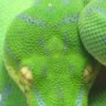 NJ Serpents