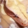 ExecutiveReptiles