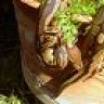 djsreptiles2005