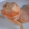 Robust_Beardies