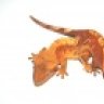 ReptileAddictions