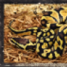 Snake Charmed