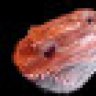 herpcondo