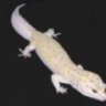 Tanggecko