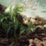 jadednightdragon