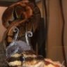 reddragon36