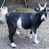 Epona142