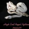 High End Royal Pythons
