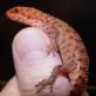 GainesReptiles