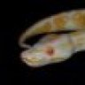 Gecko_Den