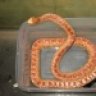 snakebiteAZ1