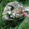 Reptilian74