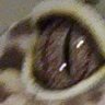 reflex21089