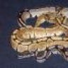 Dixie Serpent Den