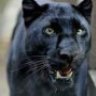 xPantherx