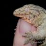 Lunar Gecko