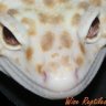 WiseReptiles