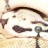 Amazon Exotics