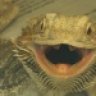 Unique_herp