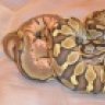 statecollegeherps
