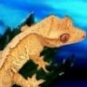 moonrisegeckos