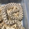 Cold_Blooded_357