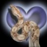 Heart and Soul Reptiles